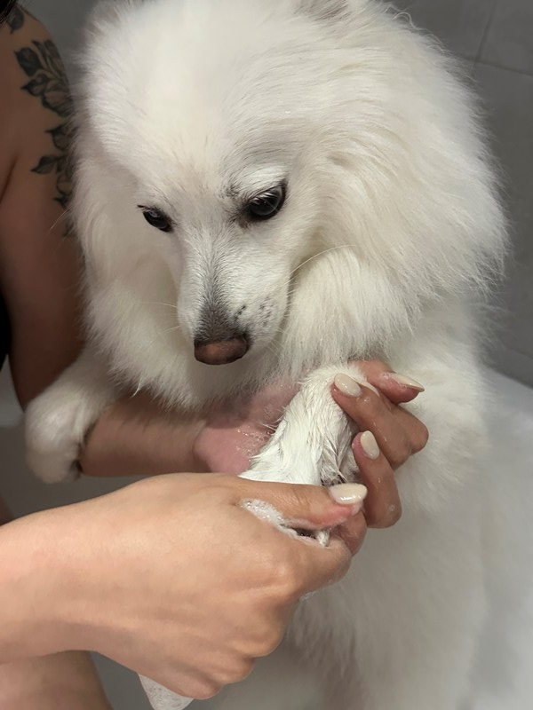 女人知己試用大隊,口碑行銷,部落客行銷,Goodmofamily歸毛家族 寵物肌膚救星組,歸毛家族 寵物肌膚救星,舒敏保濕洗毛乳,護膚噴液,精萃營養霜,博士30年生技專業,給足皮膚營養保護力,無抗生素 無類固醇,神經醯胺,19種綜合胺基酸,榮獲SNQ國家認證,上萬毛爸媽見證,3週幫助皮膚健康,NO.1寵物肌膚口碑霸主,寵物第一護膚領導品牌